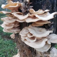 Pleurotus tuber